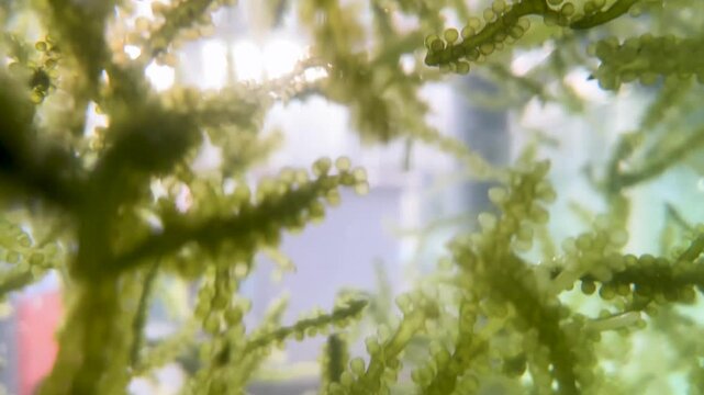 水槽を漂う海ぶどう 沖縄県特産の海藻 グリーンキャビア	
