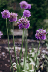 Obraz premium Purple allium flowers blooming in garden with bokeh background, ornamental onion close up