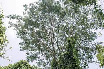 Fototapeta premium Tall tree crown offers clean environmental copy space. Upward branches support climate awareness design. High tropical treetop suits minimalist nature branding