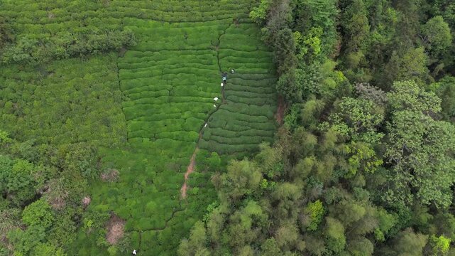 Aerial photo of tea picking in spring in Mount Huangshan, Anhui
