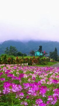 Vibrant Cleome Flower Field with Turquoise House in Misty Da Lat Vietnam