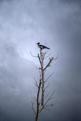 Fototapeta premium A crow perched on a pruned plane tree. Cloudy sky in the background.