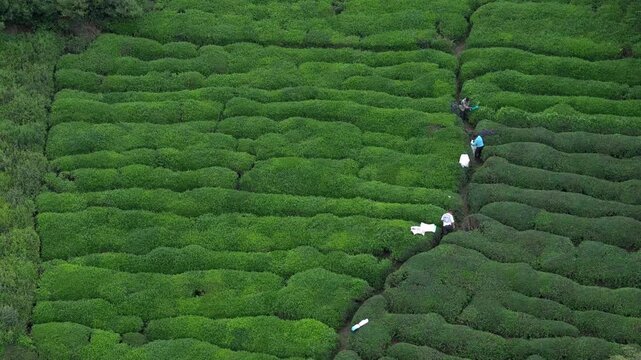 Aerial photo of tea picking in spring in Mount Huangshan, Anhui