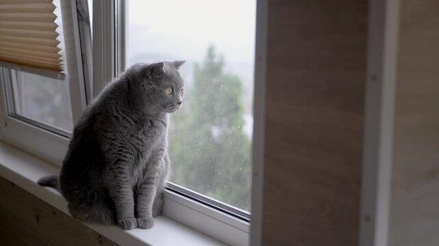 Close-up of a domestic British grey cat looking out window at rainy landscape, emphasizing beauty of nature observed indoors. Cat is sitting on windowsill. Balcony. Rainy day. Slow motion.