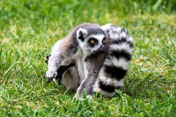 Naklejka premium Lemur crouching in the grass and watching something around. Monkey from Madagascar with a striped tail.