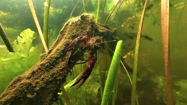 Close up on red swamp crayfish - Procambarus clarkii - resting on a branch while waving an antenna toward the camera before rapidly backing away in fear. Invasive freshwater crustacean behavior.