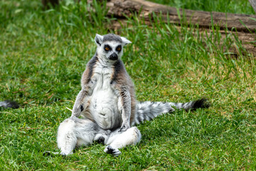 Naklejka premium A lemur sits in the sun on green grass and basks.