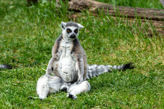 A lemur sits in the sun on green grass and basks.
