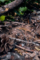 Small Brown Lizard Camouflaged on Forest Floor Among Branches © Mariia Bitts