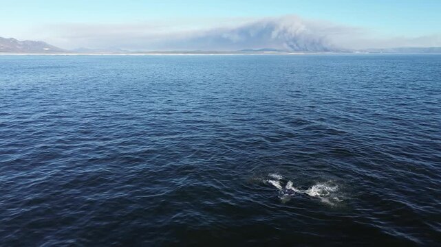 Humpback Whale Slapping Pectoral Fin with Wildfire Smoke in Hermanus South Africa