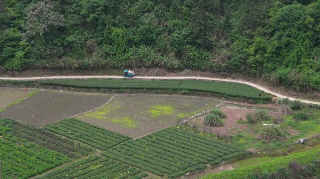 Tea pickers transport packaged tea leaves to the tea factory