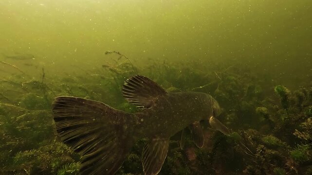 Rear underwater view of northern pike - Esox lucius - suspended above aquatic plants with focus on its caudal fin and gentle tail undulation as it glides through a French lake.