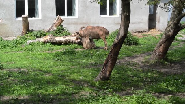 Barbary goat grazing in zoo enclosure, wild aoudad goat eating grass side view