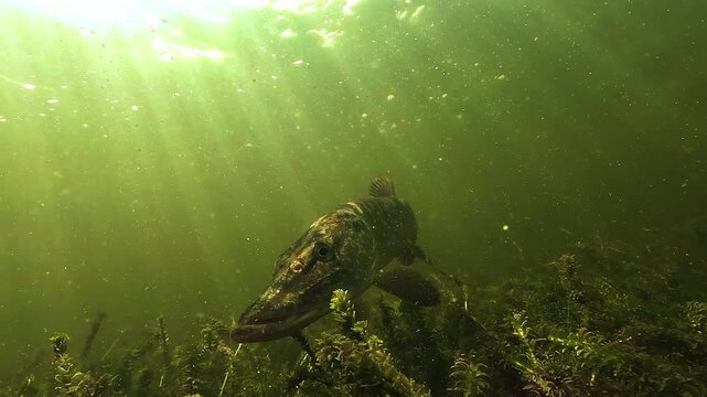 Slow motion close up of northern pike - Esox lucius - observing the camera before lifting its body and leaving the frame beneath sun rays filtering through the surface in a French lake.