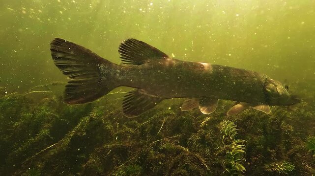 Close underwater approach of northern pike - Esox lucius - hunting above a carpet of aquatic plants before its head passes the camera and disappears from frame. Silent ambush predator behavior.