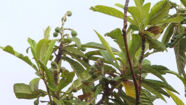 Unripe green loquat fruits swaying in the wind
