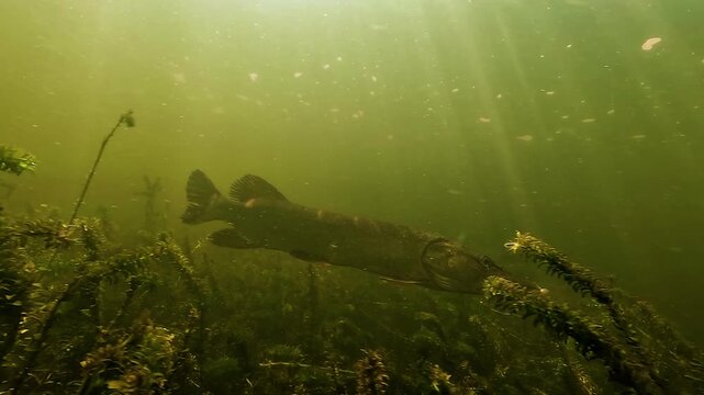 Northern pike - Esox lucius - appears through aquatic plants while descending along a lake shoreline toward deeper water. Ambush predator using stealth and camouflage while hunting.
