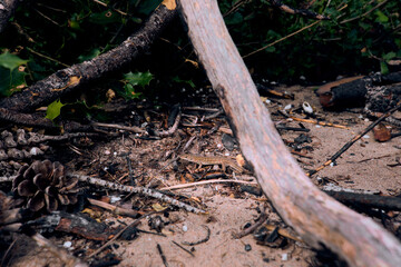 Small Camouflaged Lizard Resting on Sandy Woodland Ground © Mariia Bitts