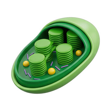 3D Illustration of a Chloroplast Structure