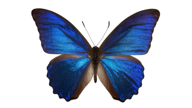 Blue Morpho Butterfly with Iridescent Wings