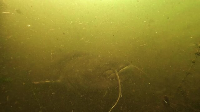 Large wels catfish - Silurus glanis - emerges in a dramatic face to face encounter at lake bottom in particle rich freshwater. Massive predator creating a dark and unsettling atmosphere.
