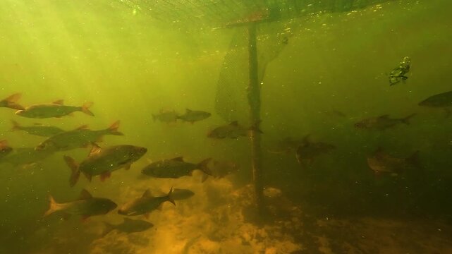 School of rudd - Scardinius erythrophthalmus - swims beneath the shadow of a duck hunting cabin in Parentis Lake, southwest France. Common prey fish moving together in freshwater habitat.