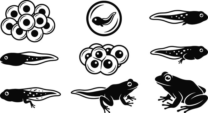 Frog Life Cycle Black Silhouette Icon Set Featuring Frogspawn Eggs Embryo Tadpole with Legs and Adult Frog Metamorphosis Biology Graphic Designs
