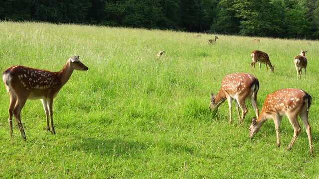 cute deer in the forest