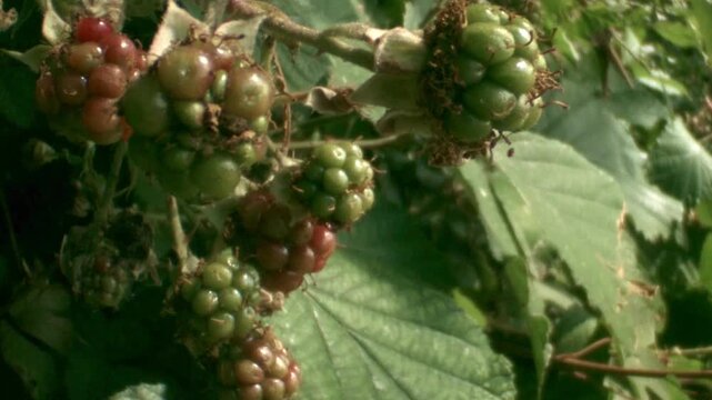 unripe blackberries growing on a bramble bush (close-up)