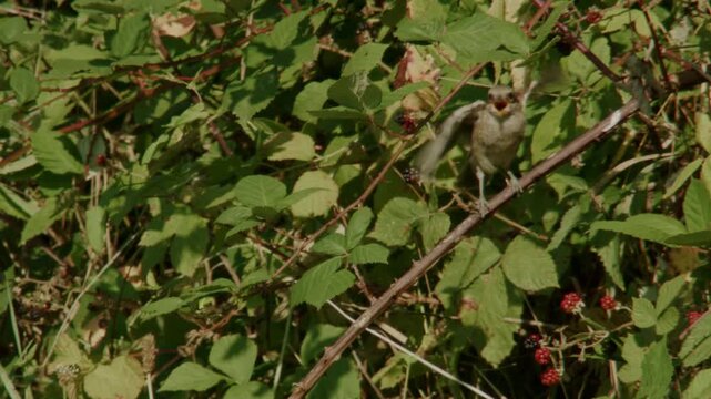 juvenile songbird displaying begging behavior in blackberry foliage