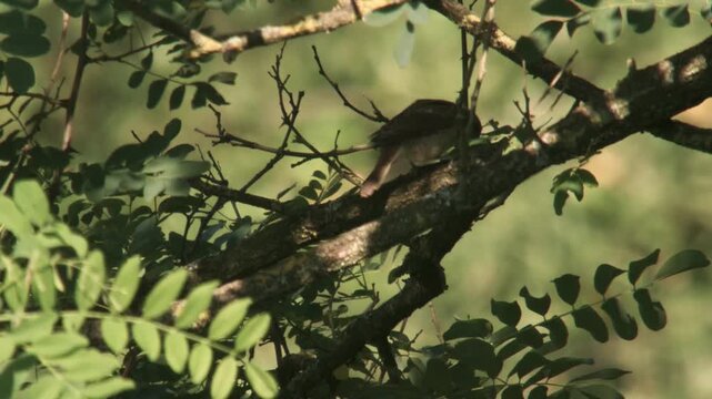 red-backed shrike with prey hidden behind leaves on a branch