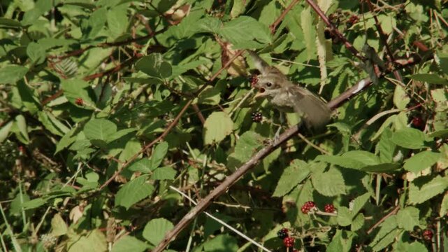 juvenile red-backed shrike being fed in a blackberry bush