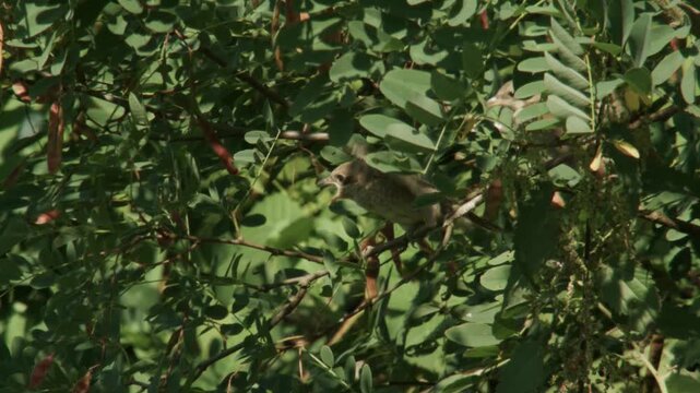 slow motion close-up of fledgling red-backed shrikes being fed