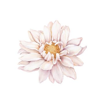 Watercolor delicate dahlia, beautiful isolated flower for your design invitation or greeting cards, poster, print or perfect decoration on textile, cover or background. Hand-drawn decorative element.