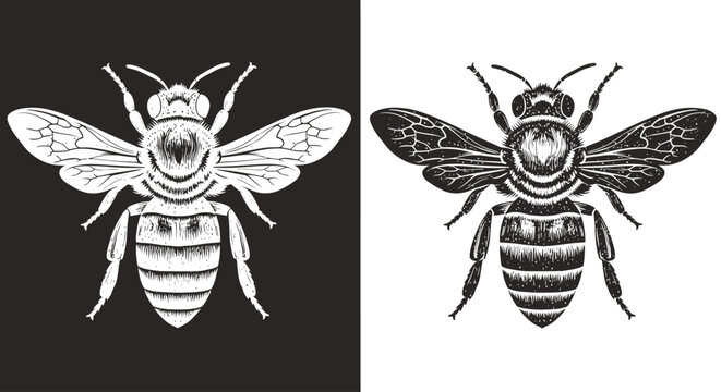 A detailed illustration of a bee presented in both positive and negative black and white on separate backgrounds