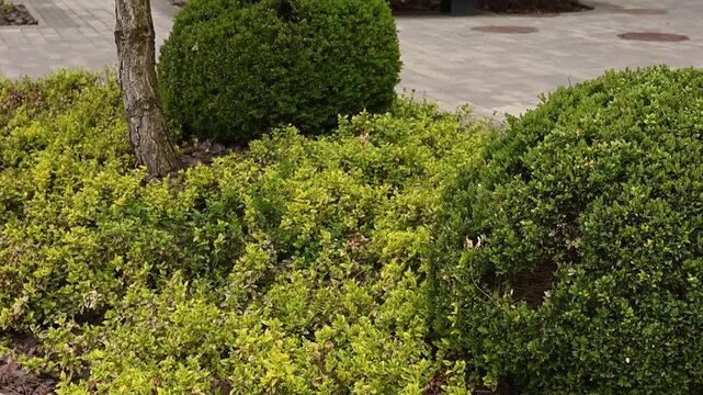 Camera pan across trimmed green bushes in modern residential courtyard