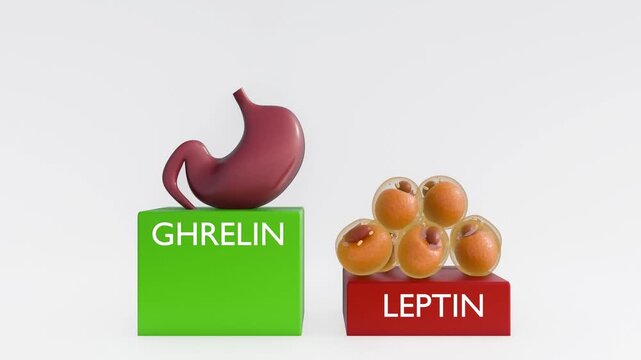 A 3d animation of ghrelin and leptin bars alternate in an inverse see-saw motion, changing to green when rising and red when falling to visualize appetite regulation.