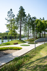 Fototapeta premium Winding concrete path through green park with tall pine trees and grassy landscape under blue sky