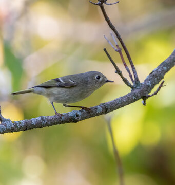 Ruby-Crowned Kinglet