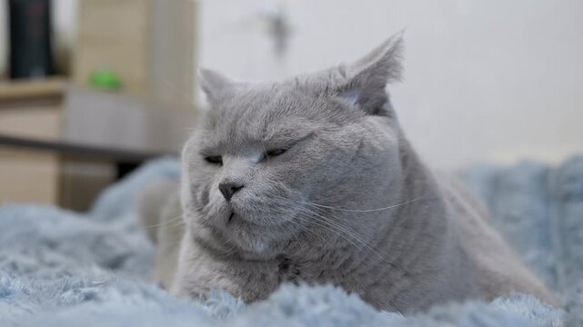 A gray British Shorthair cat lies comfortably on a soft blanket, blinking its sleepy eyes. Concept of domestic relaxation, feline laziness, and a humorous contrast to active sports.