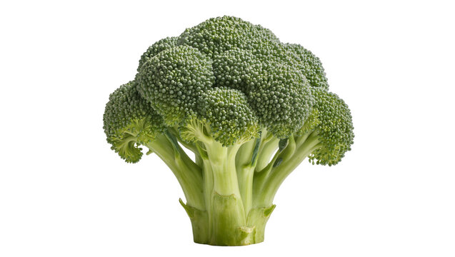 Fresh green broccoli head with thick stem