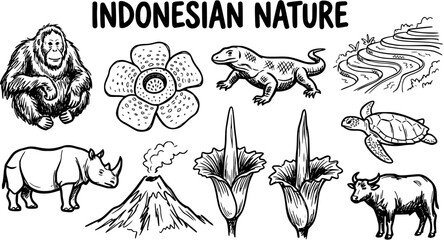 Indonesian Nature Line Art: Orangutan, Rafflesia Flower, Komodo Dragon, Rice Terraces, Rhino, Volcano, Turtle, Buffalo, Arum Lily © pixsource