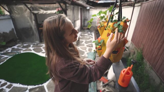 Expectant Woman In Rustic Yard Delicately Harvests Mature Red Strawberries For Home Consumption
