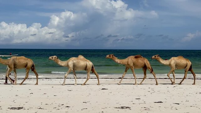 Kamele am Strand