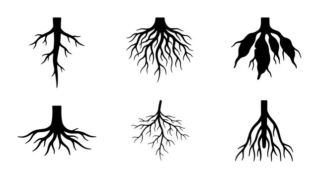 Diverse Root System Silhouettes, Plant Biology Icons, Organic Growth Structures, Botanical Vector Set