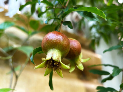 Pomegranate (local names: Sia Liu, Pila, Pila Khao, Makong Kaeo, Makoe, Mak Chang) is a small fruit tree, producing fruit approximately 5-8 centimeters in diameter.