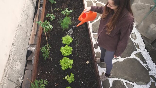 Woman Diligently Tending To Fresh Vegetables With Orange Watering Container In Tranquil Setting