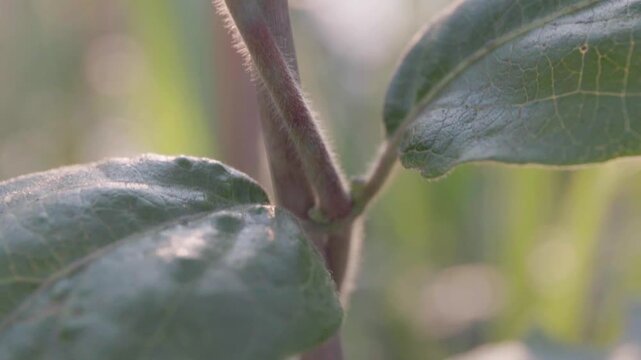 slow moving macro shot of a plant