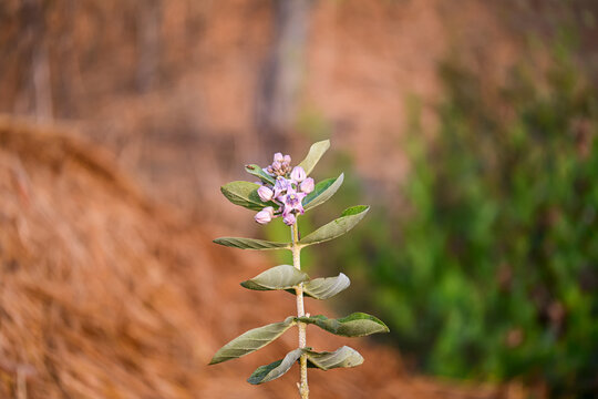 Apple of Sodom Plant Blooming with Lavender Flowers and Green Leaves