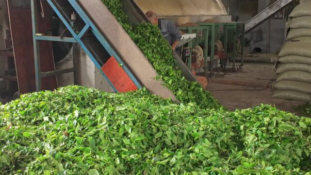 Tea conveying and processing scene in the tea factory